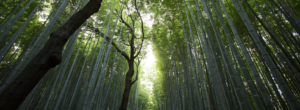 Canceled // The Green Man Rewilding Retreat @ Circle Pines Center